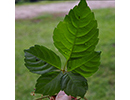bushkiller leafjpg